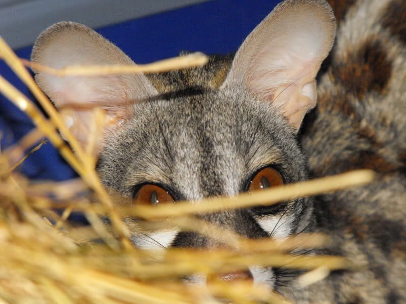 animal tracks ashington Reptile Forums