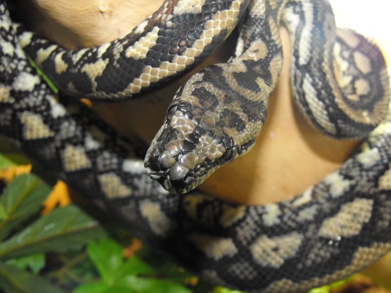 animal tracks ashington Reptile Forums