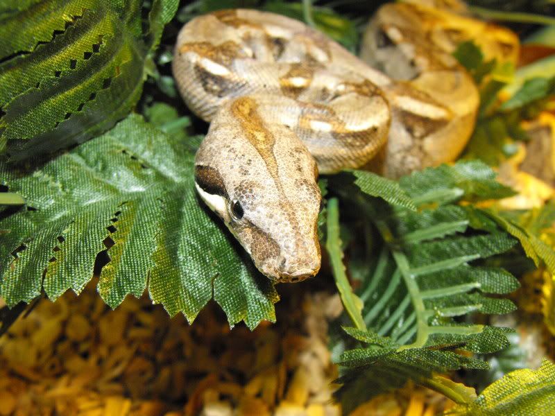 animal tracks ashington Reptile Forums