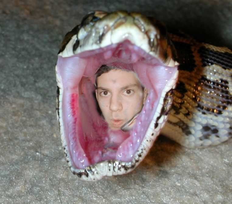 reptile eating