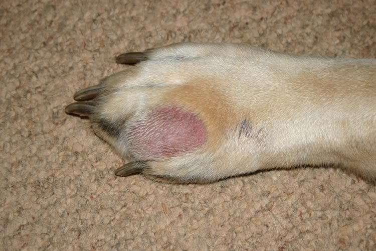 25 Images Dog Paw Swollen Red Between Toes Treatment Demodectic Mange
