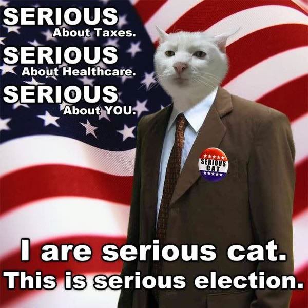 politician cat photo:  serious_cat_politician-14337.jpg