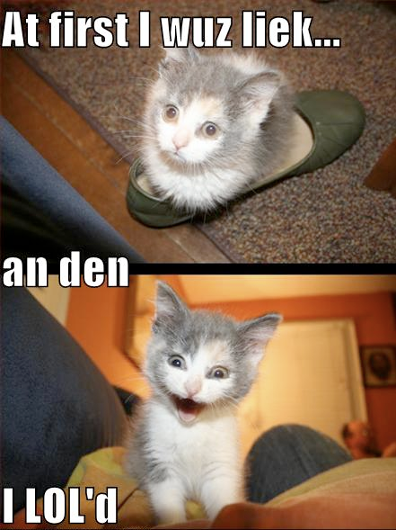 funny cat pics. lol cat funny