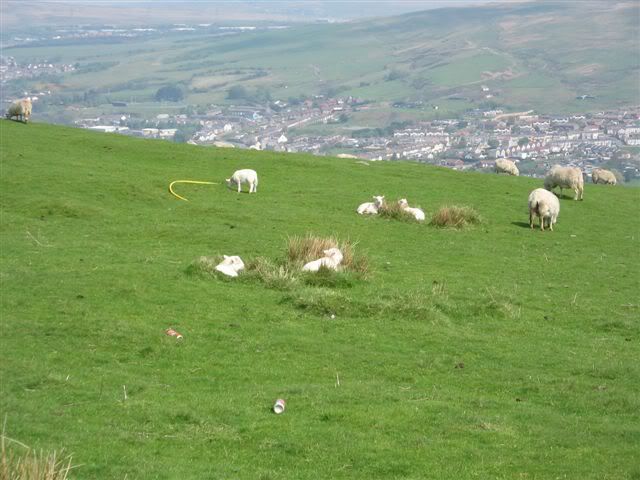 schapen