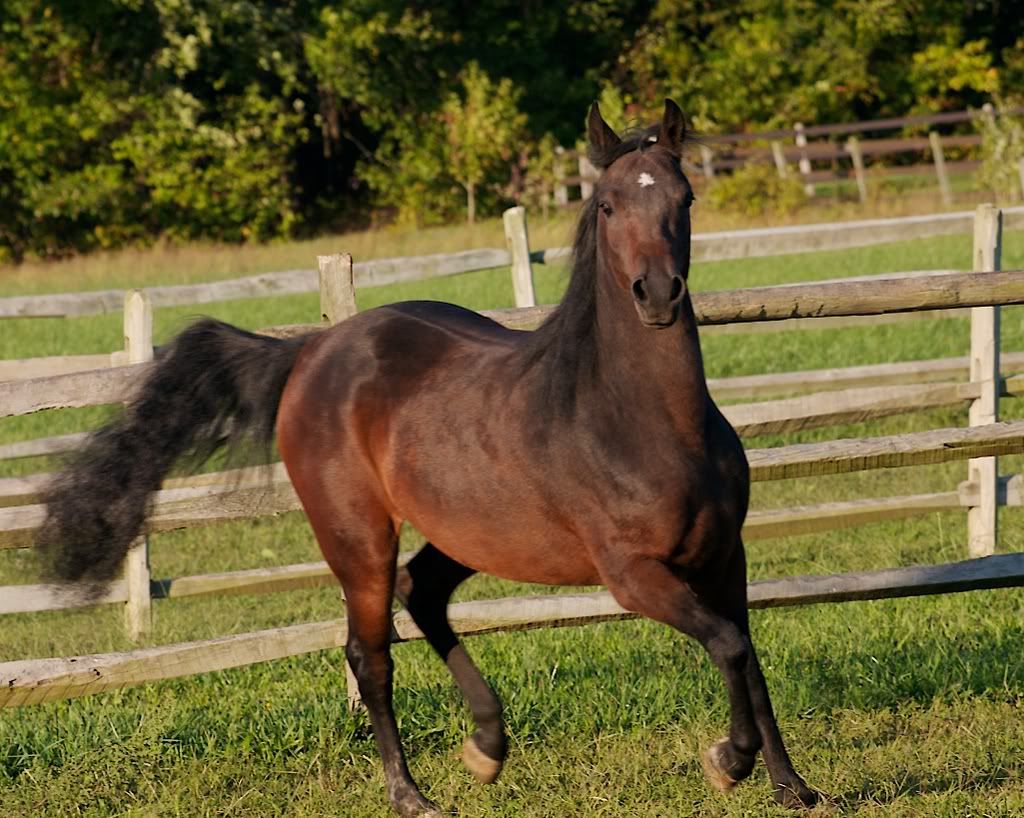 Tessa trotting