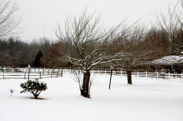 Snow day - 1/12/2011