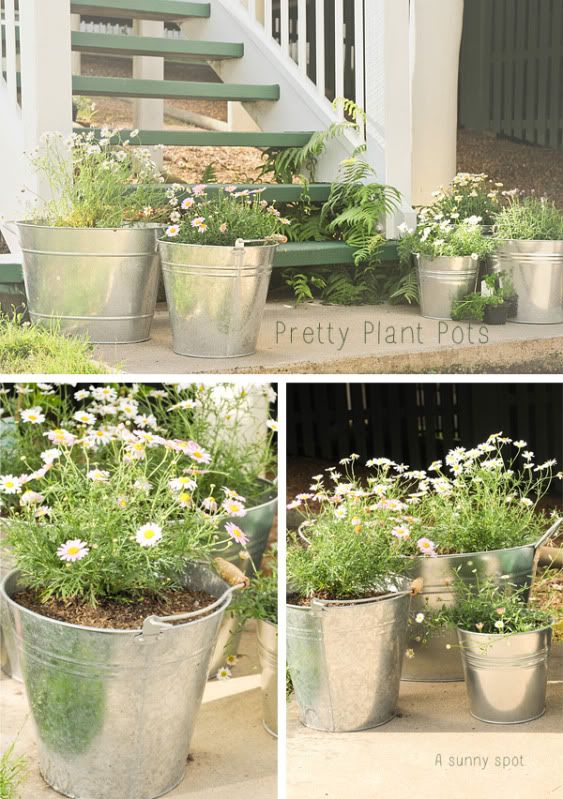 Potted daisies in galvanised pots