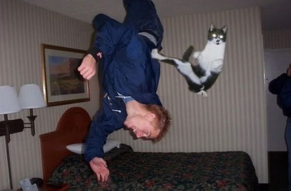 Chuck-Norris-cat.jpg