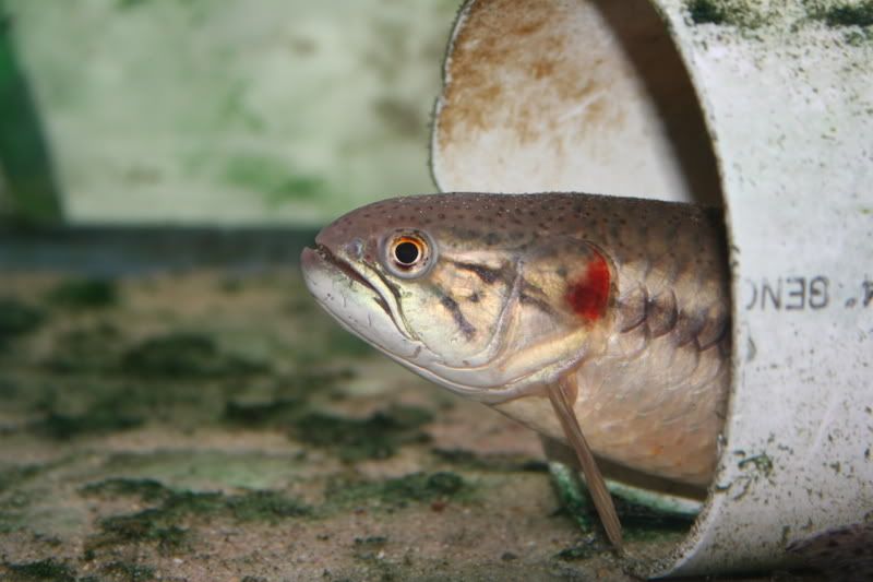 Gold Wolf Fish