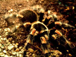 tarantula_by_limelightmedia.jpg