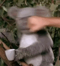koalapunch.gif