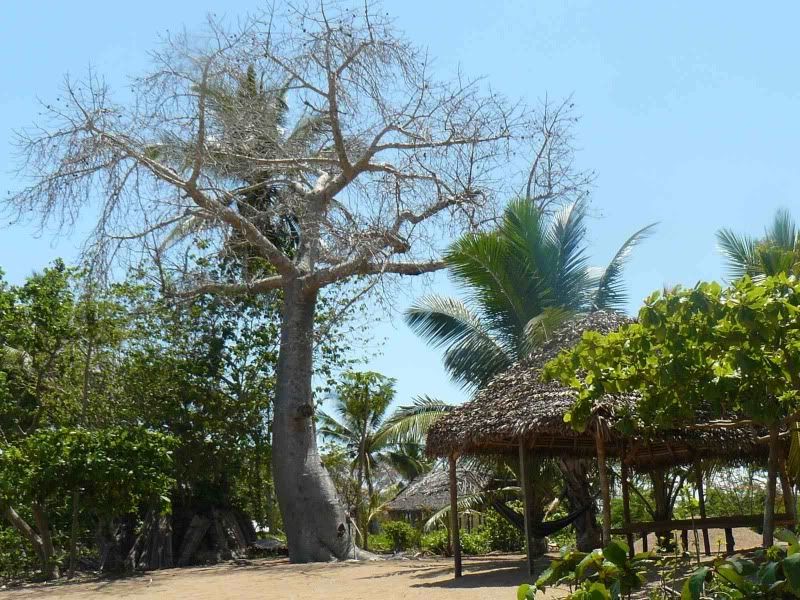 baobab-3.jpg