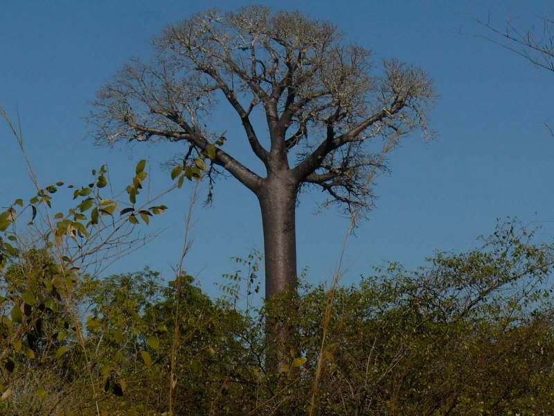 baobabnoir.jpg