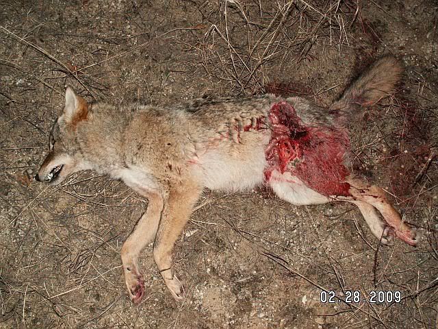 Coyote022809a.jpg