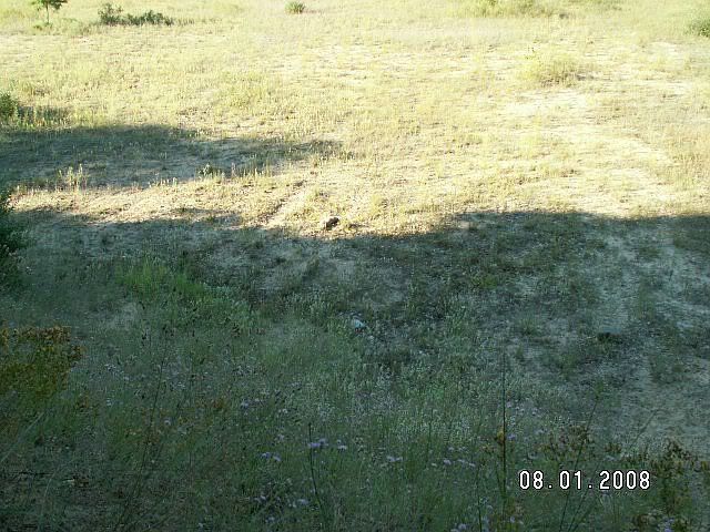 Coyote080108.jpg