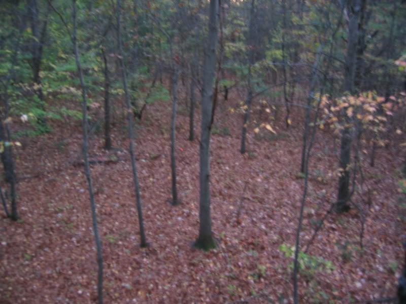DeerSeason2011001.jpg