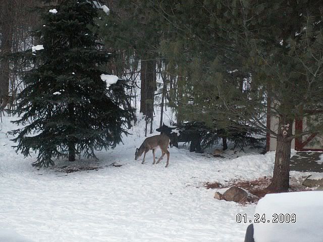 WinterWTDeer012409a.jpg