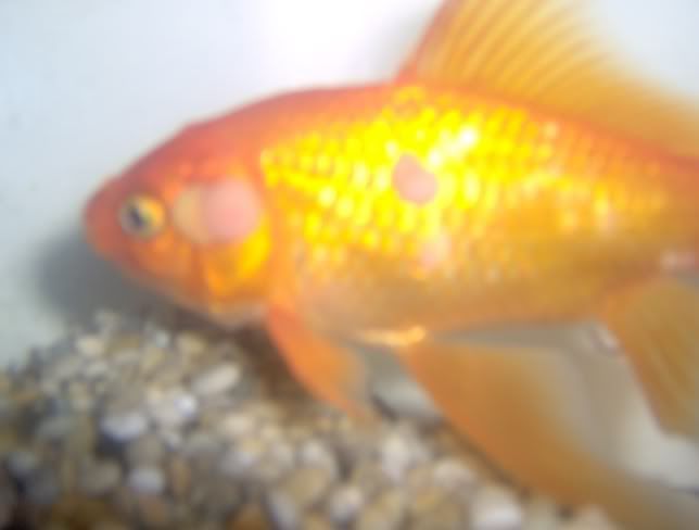 Ammonia Poisoning Goldfish