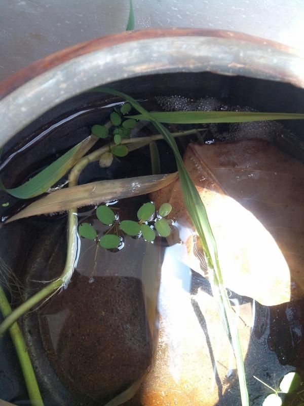 Quận 10 : Cung cấp cá xiêm đá chất lượng , giá sinh viên - 4