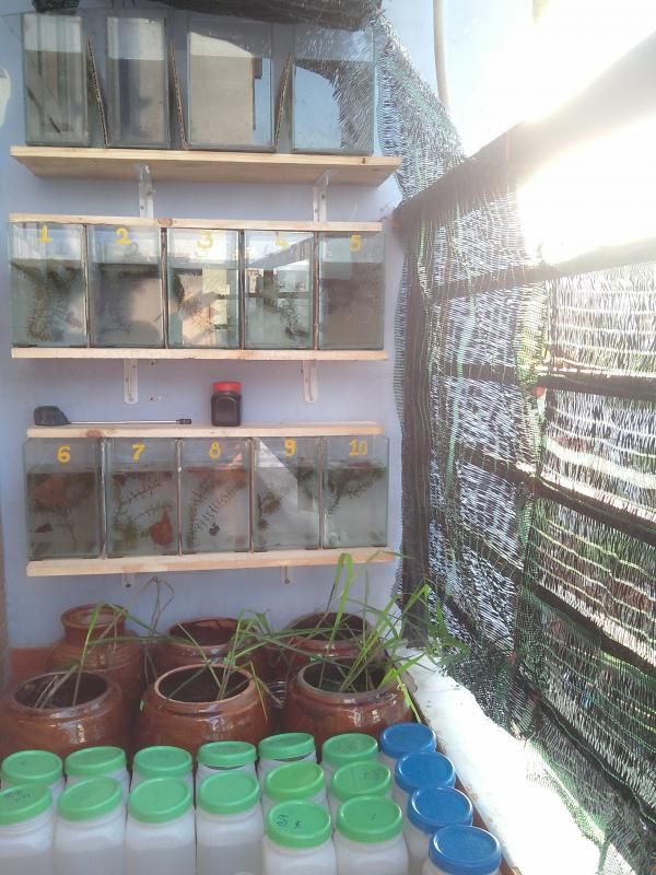 Quận 10 : Cung cấp cá xiêm đá chất lượng , giá sinh viên - 3