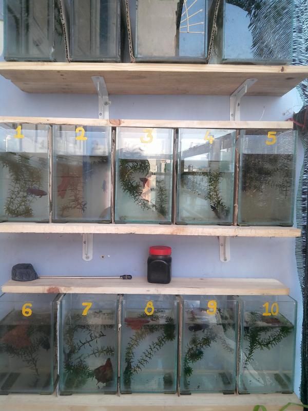 Quận 10 : Cung cấp cá xiêm đá chất lượng , giá sinh viên - 2