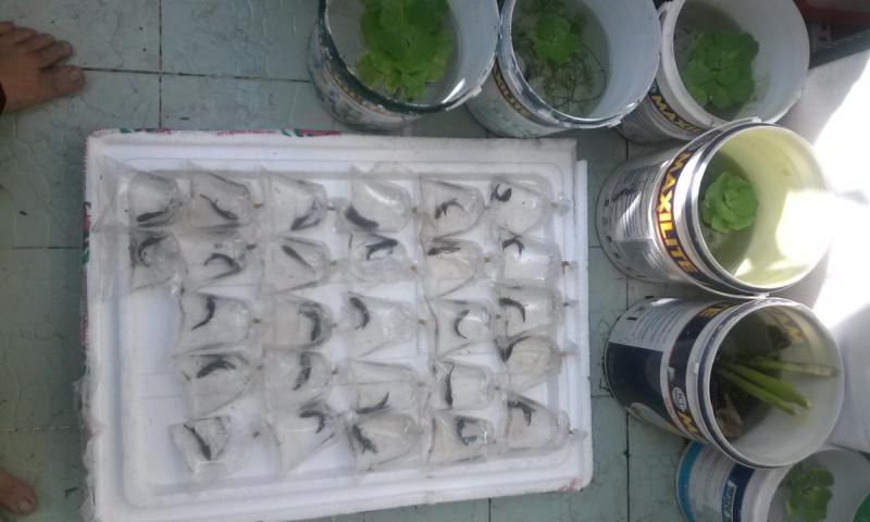 Quận 10 : Cung cấp cá xiêm đá chất lượng , giá sinh viên - 11