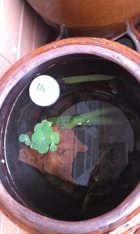 Quận 10 : Cung cấp cá xiêm đá chất lượng , giá sinh viên - 14