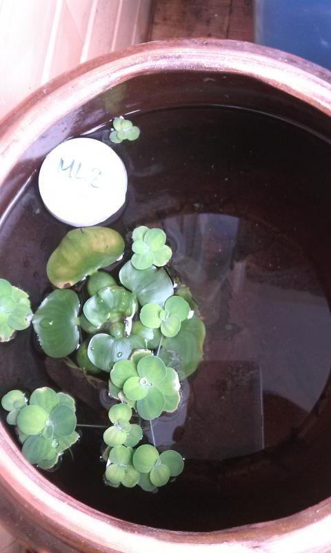 Quận 10 : Cung cấp cá xiêm đá chất lượng , giá sinh viên - 15