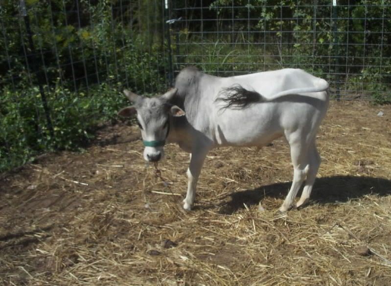 Miniature zebu ?  Does anyone know anything? - Cattle