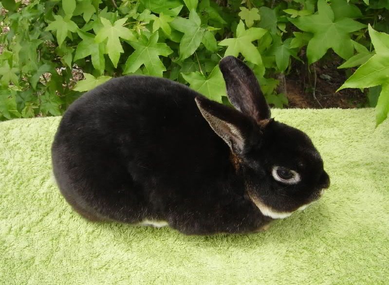mini rex rabbits - Rabbits