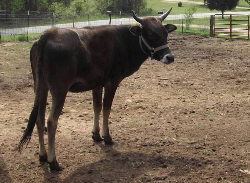 what breed? - Cattle