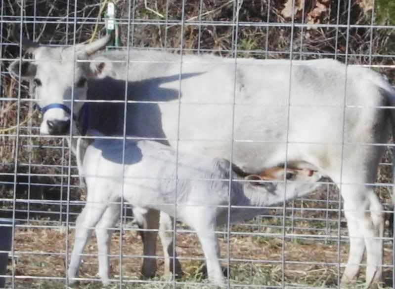 I am SOOO Jazzed! - Cattle