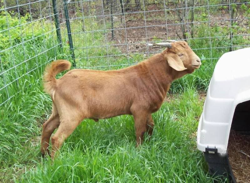 It went over so well last year (pic) - Goats