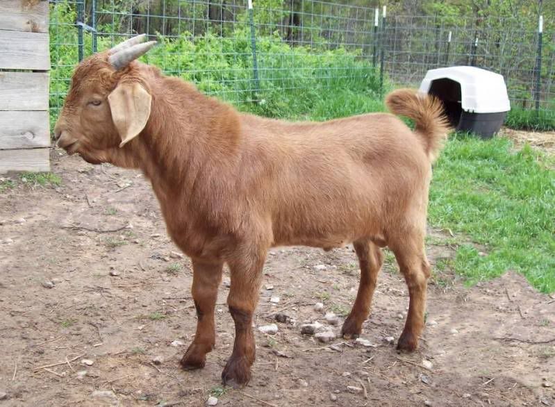 It went over so well last year (pic) - Goats