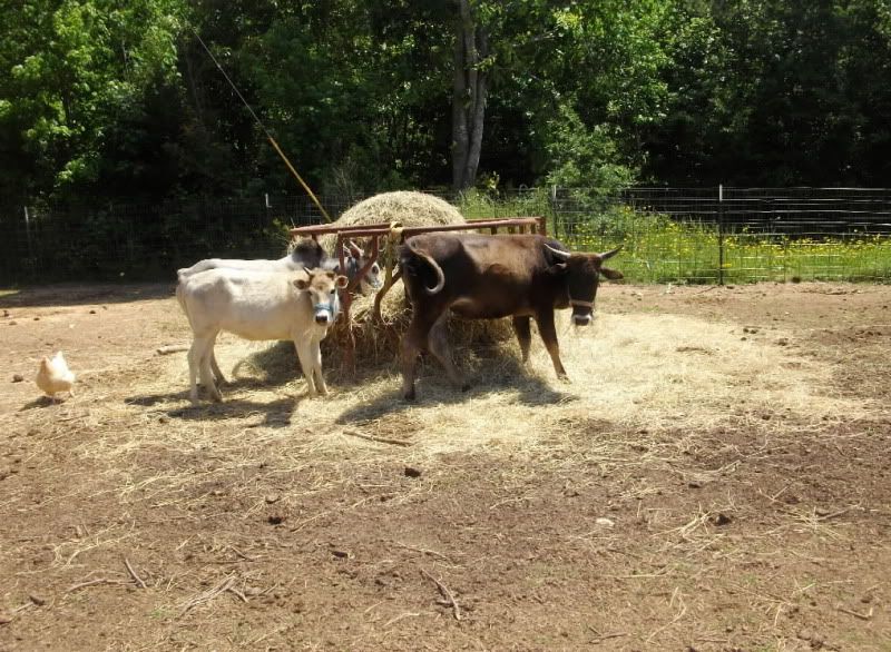 what breed? - Cattle