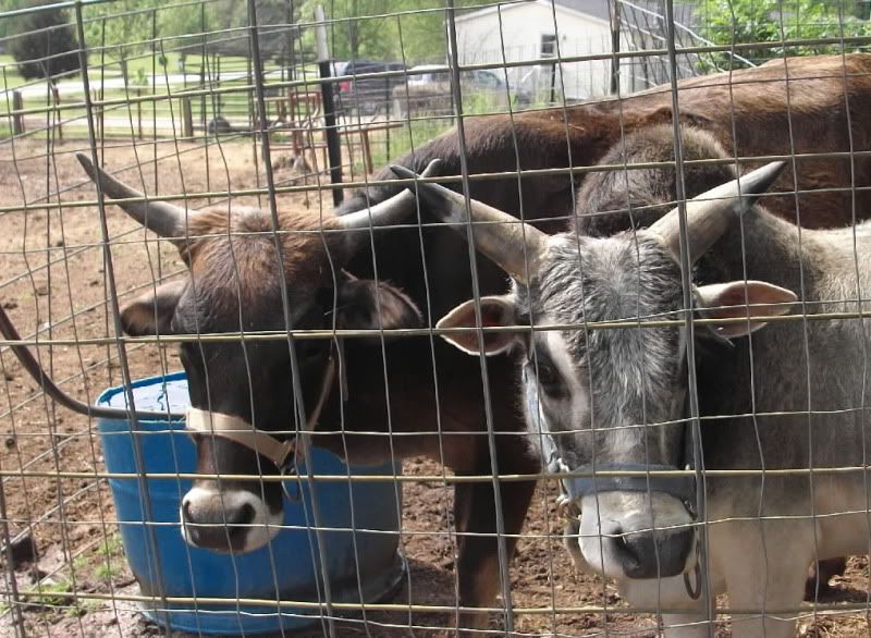 what breed? - Cattle