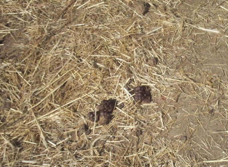 fear of poop - Cattle