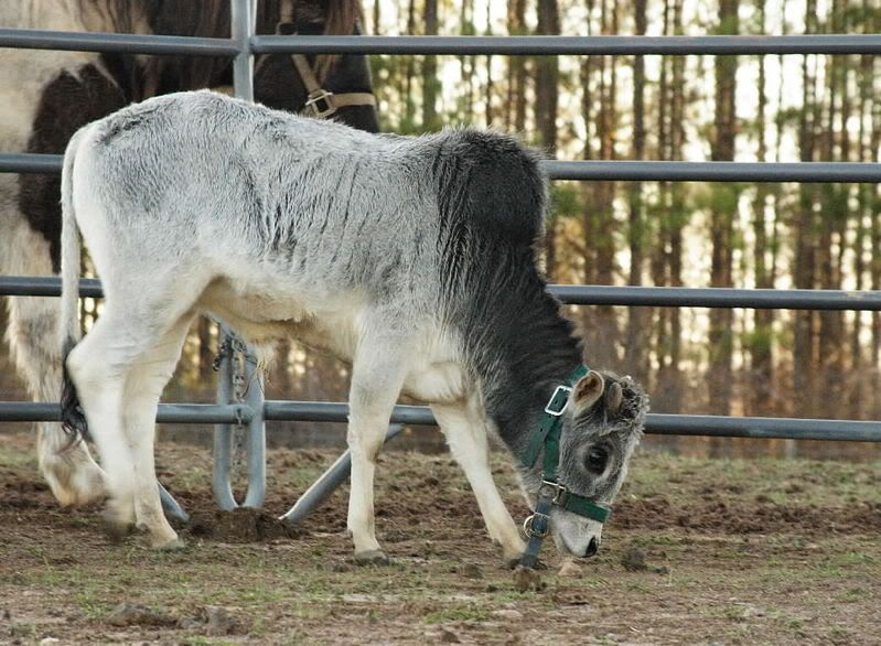 I am SOOO Jazzed! - Cattle