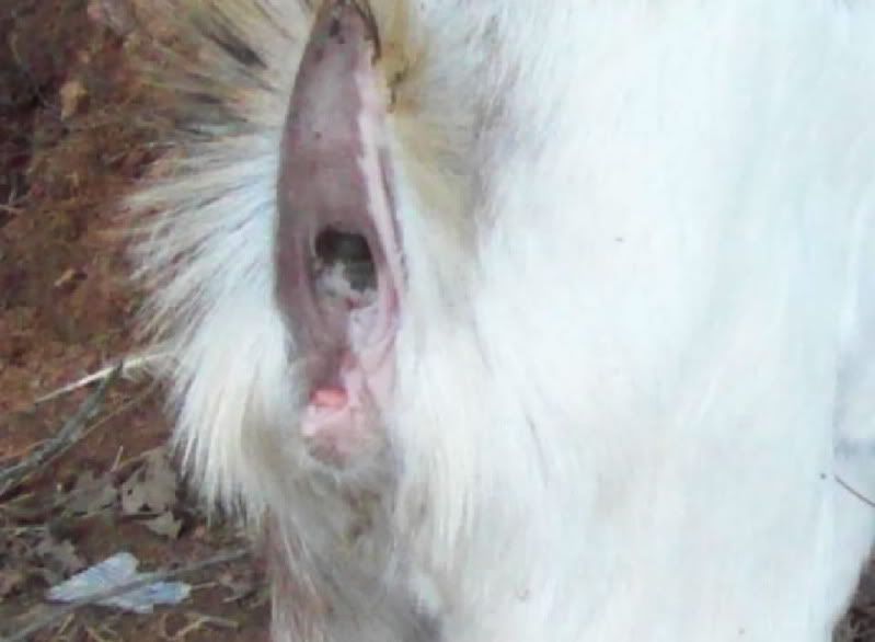 Is this a hermaphrodite? pic - Goats