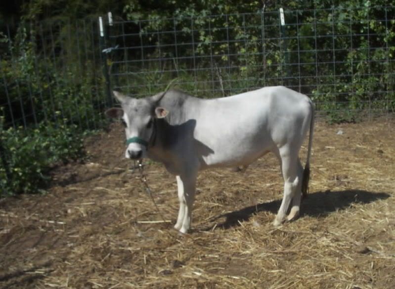 Update pics of my bovine - Cattle