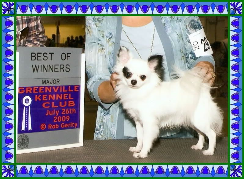 A new Major win pic - Working and Companion Animals