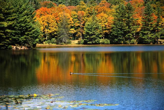 [Linked Image from i55.photobucket.com]