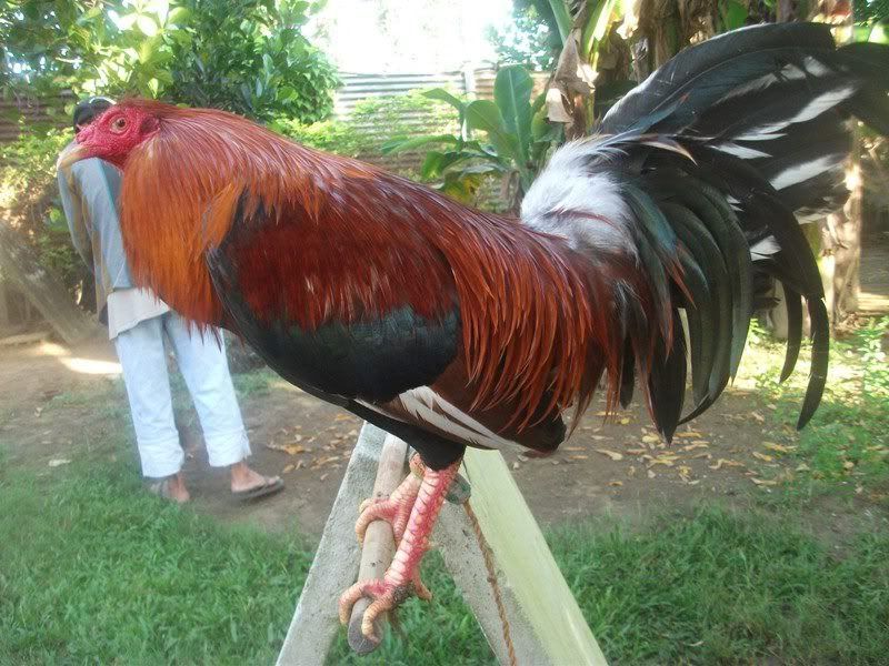 Nene+Abello+Game+Farm all residential city images big editre gamefarm i la triple