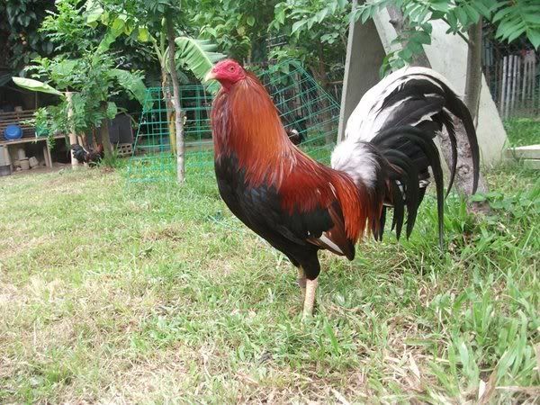 Nene+Abello+Game+Farm Nene Abello Derby http://www.sabong.net.ph/forum/showthread.php?t ...