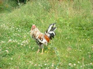 John Sears Whitehackle Gamefowl