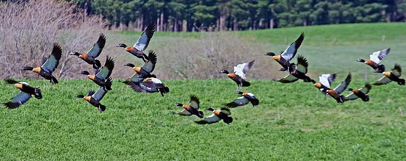 IMAGE: http://i55.photobucket.com/albums/g151/dearis_photos/Australianshelducks.jpg