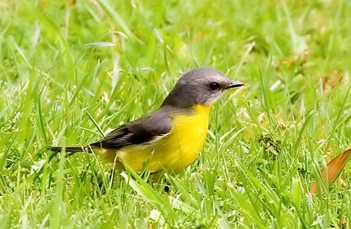 IMAGE: http://i55.photobucket.com/albums/g151/dearis_photos/EasternYellowRobin.jpg