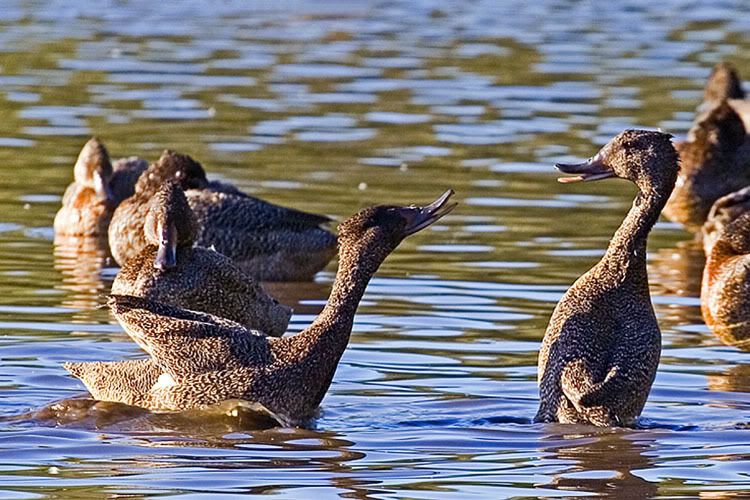 IMAGE: http://i55.photobucket.com/albums/g151/dearis_photos/FreckledDuck1.jpg