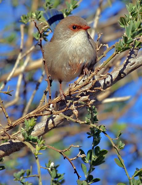 IMAGE: http://i55.photobucket.com/albums/g151/dearis_photos/IMG_0008forweb.jpg