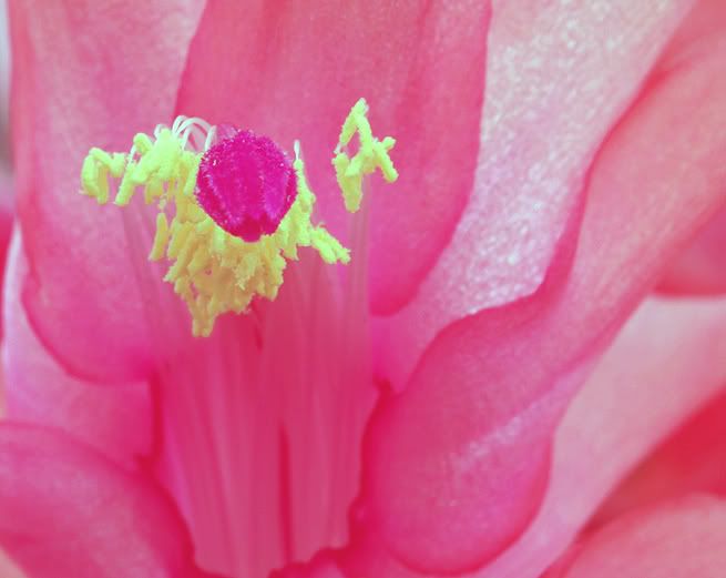 IMAGE: http://i55.photobucket.com/albums/g151/dearis_photos/IMG_0013editforweb.jpg